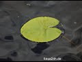 Entspannung-Meditation-Stressabbau-Ruhe II