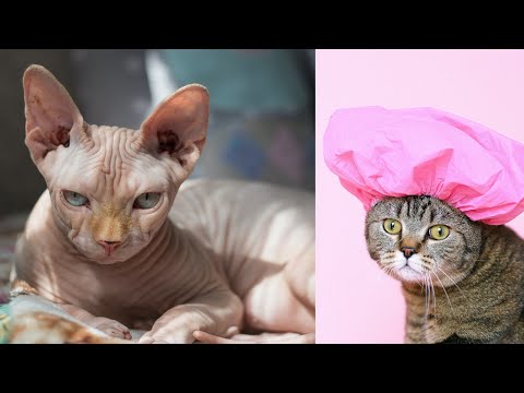 Cut cat baby video -cat talking with her amazing video
