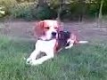 Best Beagle Rocco - Best Beagle Rocco -