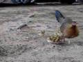 videos de Hen and Chicks