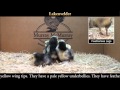Video: Lakenvelder Baby Chicks