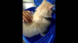 how to groom my Persian cats and long hair cat