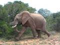 videos de Olifant flipt