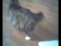 videos de Fat Cat On A Scale