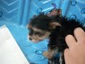 Zoey's Morkie babies 6 wks old