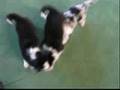 Filhote de Border Collie