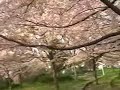 ~? sakura~ ??????hitomi imaizumi ~? sakura~ ??????hitomi imaizumi