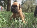 Boxer puppies first coming out