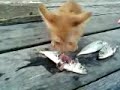 How to say "NOM NOM NOM"