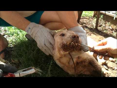 porco - A cachorra de minha irmã, juntamente com seus amigos cães, atacaram um porco espinho e ela é a que mais se deu mal, os outros cães pegaram pouco espinhos. Já...