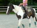 cherokee bridleless 2