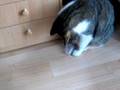 videos de witse en het dopje