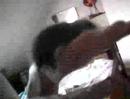MON RAT (femelle)