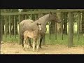 O mundo do Cavalo Crioulo