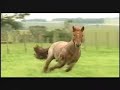 O mundo do Cavalo Crioulo