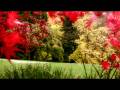 videos de Autumn Leaves - HD