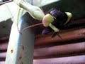 mantid VS fly hornet