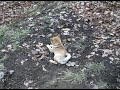 Sookie und die Natur / Sookie and the nature