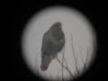 Buteo buteo