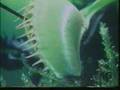 YouTube - Venus Fly Trap