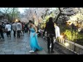 京都祇園の白川沿いの桜 中国人カップルの記念撮影の人気スポット？？