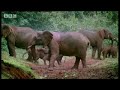 bbc: the need for salt   elephant cave