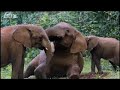 bbc: the need for salt   elephant cave