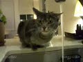 Funny Tap Cat - Singing In The Rain ( Cat Taking A Shower )