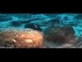 Marina Diving