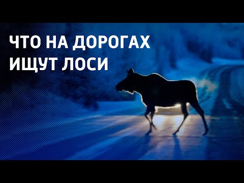 В Беларуси на дороги выходят лоси и что-то едят. Узнали что видео