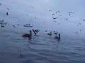 Capitola Pelicans 8-9-08 NCKA Kayak Fishing
