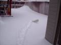 videos de Snow Bunny - our dog playing in the snow