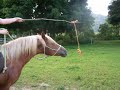 Carrot stick riding. Apparently, it really works! http://t.co/rfj2HP32