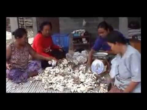 การเพาะเห็ดนางฟ้า - อาชีพที่น่าสนใจ : การเพาะเห็ดนางฟ้าภูฐาน (รายละเอียดเพิ่มเติม :...