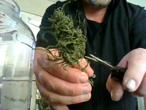 how to harvest weed from a weed plant
