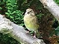 Greenfinch looking all around my garden Canon S5 Birdcam