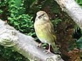 greenfinch-looking-all-around-my-garden-canon-s5-birdcam.html