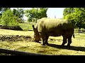 Rhinocerous Tulsa Zoo