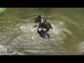 NlP Bayer. Wald: Junge Baeren spielen im Wasser- Bear-Youngsters playing