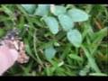 videos de Seeds of Truth  --by unASLEEP (Walk With Me Series)  Spiritu