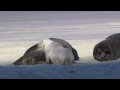 Wildlife