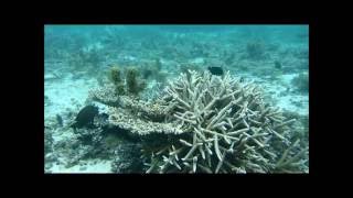 Snorkeling à Maurice