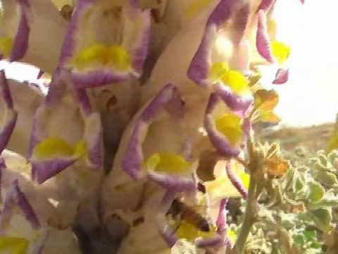 מנפלאות מאגר נקרות