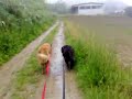scene casalinghe canine e feline5 scene casalinghe canine e feline5