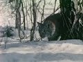 Рысь.avi
