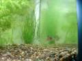 videos de kuhli loach and tank mates my first tropical tank