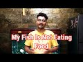 Fish Not Eating Food In Aquarium