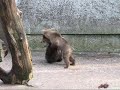 Baby bears