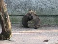 Baby bears