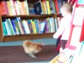 Fuzzy Chicken Attack